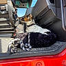 dog, puppy, canine, pet, sitting, vehicle, truck, cab, driver, collar, leash, blanket, rope_toy, black_and_white, brown_fur, floppy_ears, outdoor, sunlight, blue_sky, red_vehicle