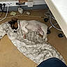 dog, puppy, sleeping, lying_down, belly_up, white_fur, brown_fur, black_fur, blanket, fluffy_blanket, indoor, office, desk, chair, cables, electrical_outlet, floor, resting, pet, cute