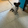 Blu a rejoint le concours — aidez-le/la à gagner de superbes lots ! puppy, dog, pet, sitting, indoors, tile_floor, black_and_white_fur, brown_fur, floppy_ears, scruffy, leash, doorway, laundry_basket, cardboard_box, home, floor, portrait, looking_at_camera, cute, animal