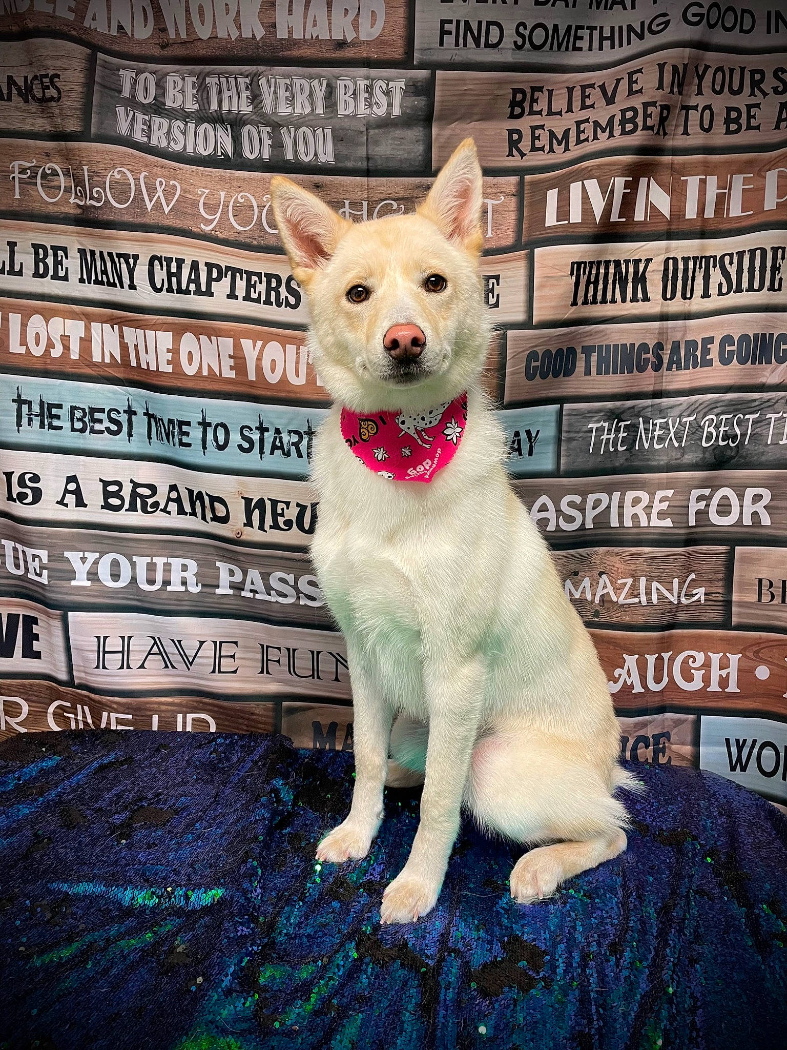 Echo joined the competition — help win amazing prizes! canidae, carnivore, companion_dog, dog, dog_breed, dog_supply, fawn, felidae, font, fur, happy, linens, pattern, paw, photo_caption, snout, tail, terrestrial_animal, toy_dog, whiskers