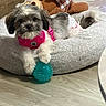 dog, puppy, pet_bed, toy, pink_harness, blue_ball, plush_toy, teddy_bear, wooden_floor, indoor, flooring, small_dog, fur, canine, cute, domestic_animal, resting, animal, household, cozy