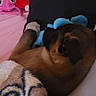 dog, bed, blanket, pillow, stuffed_toy, plush, snuggling, cozy, brown_dog, indoor, resting, sleeping, soft_toy, fabric, home, cute, animal, pet, relaxing, comfort