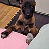 puppy, dog, young_dog, brown_fur, black_muzzle, indoor, kitchen, floor_mat, curious, pet, domestic_animal, wooden_floor, countertop, cabinet, paws, looking_up, household, furniture, canine, cute