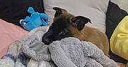 Tyson a rejoint le concours — aidez-le/la à gagner de superbes lots ! animal, bed, blanket, brown_dog, cozy, cute, dog, fur, indoor, pet, pillow, plush_toy, puppy, relaxing, resting, sleepy, snuggling, soft_toy, stuffed_animal, toy
