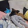 puppy, dog, stuffed_animal, bed, blanket, pillow, plush_toy, brown_dog, indoor, cute, resting, snuggling, soft_toy, cozy, pet, animal, sleepy, relaxing, fur, toy