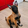 puppy, dog, indoor, wooden_floor, red_cabinet, pet, young_dog, flooring, curious, sitting, ears, black_mask, brown_fur, canine, animal, domestic_animal, cute, attentive, portrait, home