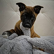 Tyson a rejoint le concours — aidez-le/la à gagner de superbes lots ! puppy, dog, stuffed_animal, toy, bed, blanket, indoor, cozy, cute, pet, fur, ears, animal, sleeping_area, window, headboard, brown, black_face, curious, soft