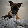puppy, dog, stuffed_animal, toy, bed, blanket, indoor, cozy, cute, pet, fur, ears, animal, sleeping_area, window, headboard, brown, black_face, curious, soft