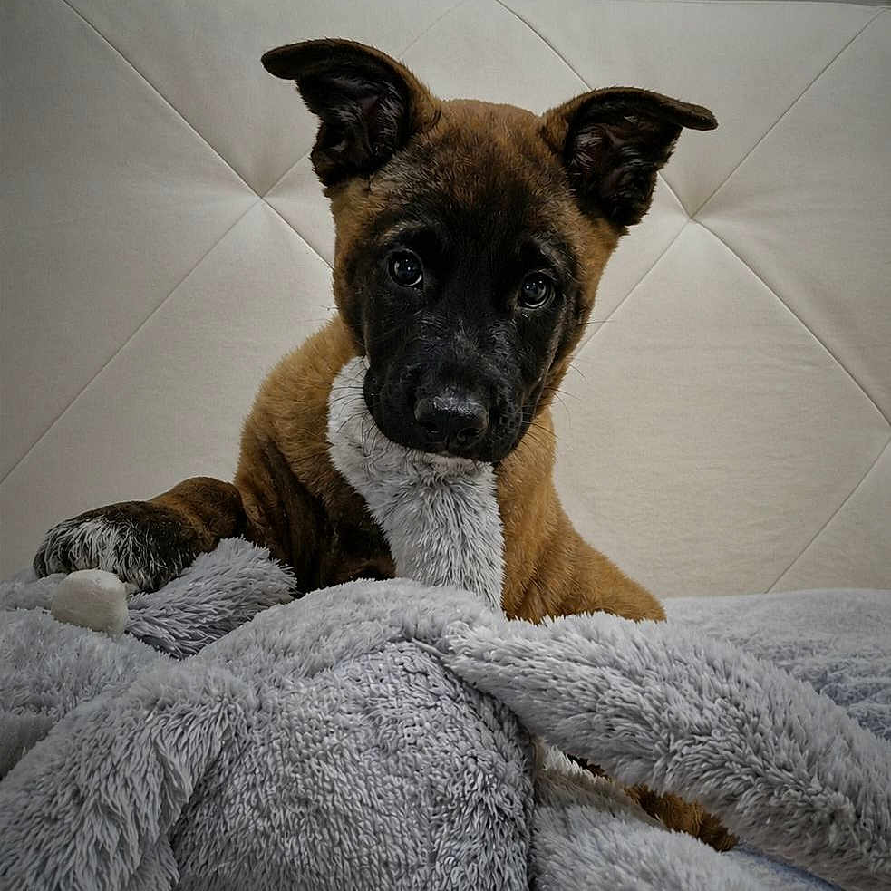 Tyson