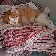 Garfield participe au concours pour gagner de l'argent avec cette photo : bed, bed_sheet, bedding, blanket, carnivore, cat, european_shorthair, fawn, felidae, fur, furniture, kitten, linens, nap, pink, quilt, small_to_medium_sized_cats, tail, textile, whiskers