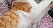 Garfield participe au concours pour gagner de l'argent avec cette photo : aegean_cat, american_wirehair, asian, carnivore, cat, domestic_short_haired_cat, ear, european_shorthair, fawn, felidae, fur, kitten, norwegian_forest_cat, paw, polydactyl_cat, small_to_medium_sized_cats, tail, turkish_angora, turkish_van, whiskers
