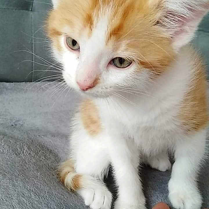 Garfield