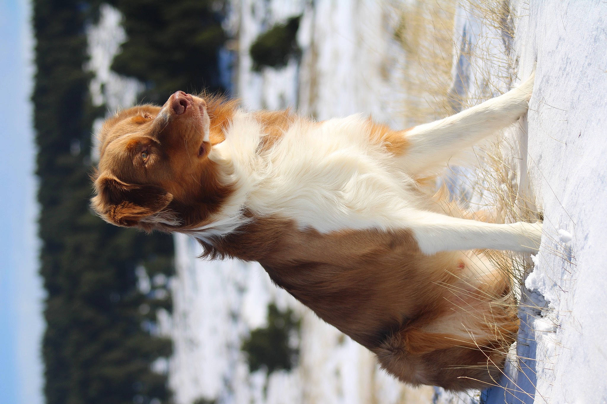 Floki a rejoint le concours — aidez-le/la à gagner de superbes lots ! branch, canidae, carnivore, companion_dog, dog, dog_breed, fawn, felidae, fur, liver, plant, primate, sky, snout, sporting_group, tail, tree, twig, whiskers, wood
