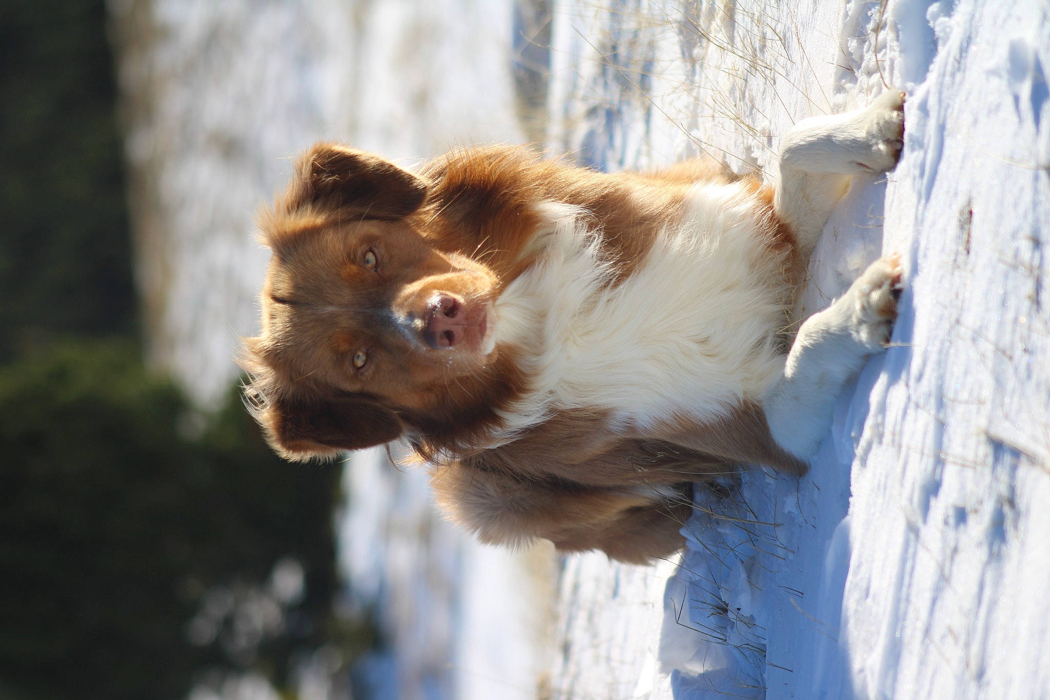 Floki a rejoint le concours — aidez-le/la à gagner de superbes lots ! canidae, carnivore, companion_dog, dog, dog_breed, fawn, fur, liver, snow, sporting_group, terrestrial_animal, tree, twig, whiskers, wildlife, winter, wood