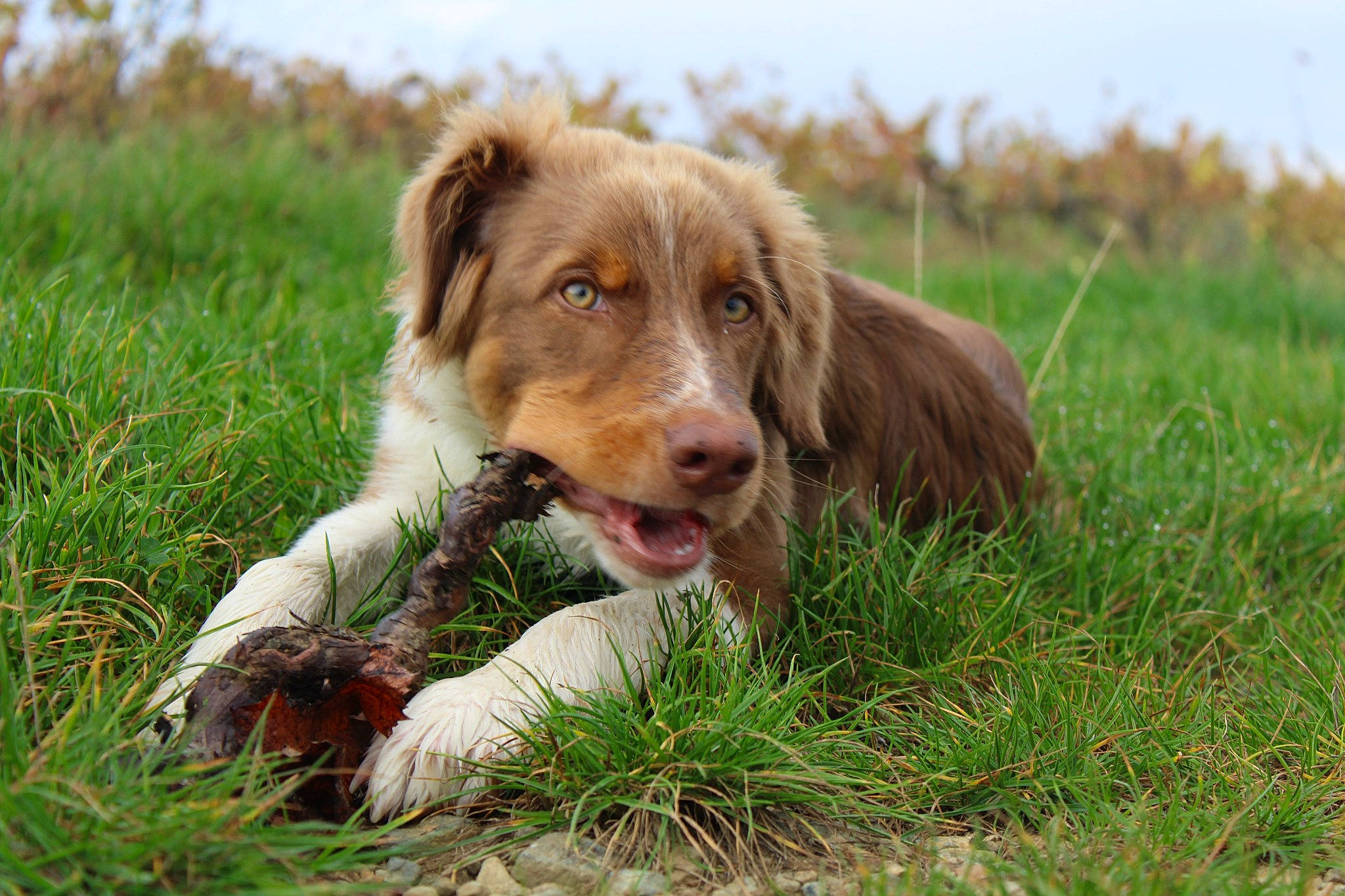 Floki participe au concours pour gagner de l'argent avec cette photo : canidae, carnivore, companion_dog, dog, dog_breed, grass, grassland, gun_dog, hunting_dog, liver, plant, pointing_breed, prairie, retriever, sky, snout, spaniel, sporting_group, terrestrial_animal, whiskers