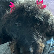 Bailey Mae Pearl joined the competition — help win amazing prizes! animal, black_dog, bow, close_up, clothing, companion, couch, curly_fur, cute, denim, dog, face, fur, indoor, nose, pet, pink_bow, portrait, relaxed, resting