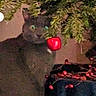 cat, gray_cat, plant, ornament, red_berry, holiday_decor, indoor, pet, animal, feline, green_eyes, dark, shadow, nature, decoration, christmas, festive, still_life, curious, quiet