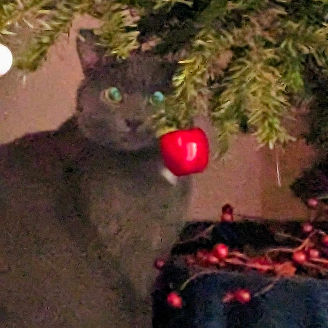 Yoda a rejoint le concours — aidez-le/la à gagner de superbes lots ! cat, gray_cat, plant, ornament, red_berry, holiday_decor, indoor, pet, animal, feline, green_eyes, dark, shadow, nature, decoration, christmas, festive, still_life, curious, quiet