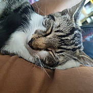 Manuel is registered to the contest to win money with this photo: animal, black, brown, cat, close_up, comfort, cute, domestic_animal, fabric, feline, fur, indoor, nap, pet, relaxation, resting, sleeping, tabby, whiskers, white