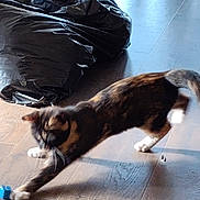 Skittles is registered to the contest to win money with this photo: active, animal, black_garbage_bags, blurry, brown, cat, curious, domestic_cat, feline, floor, household, indoor, living_space, motion, pet, playing, stretching, toy, white_paws, wooden_floor