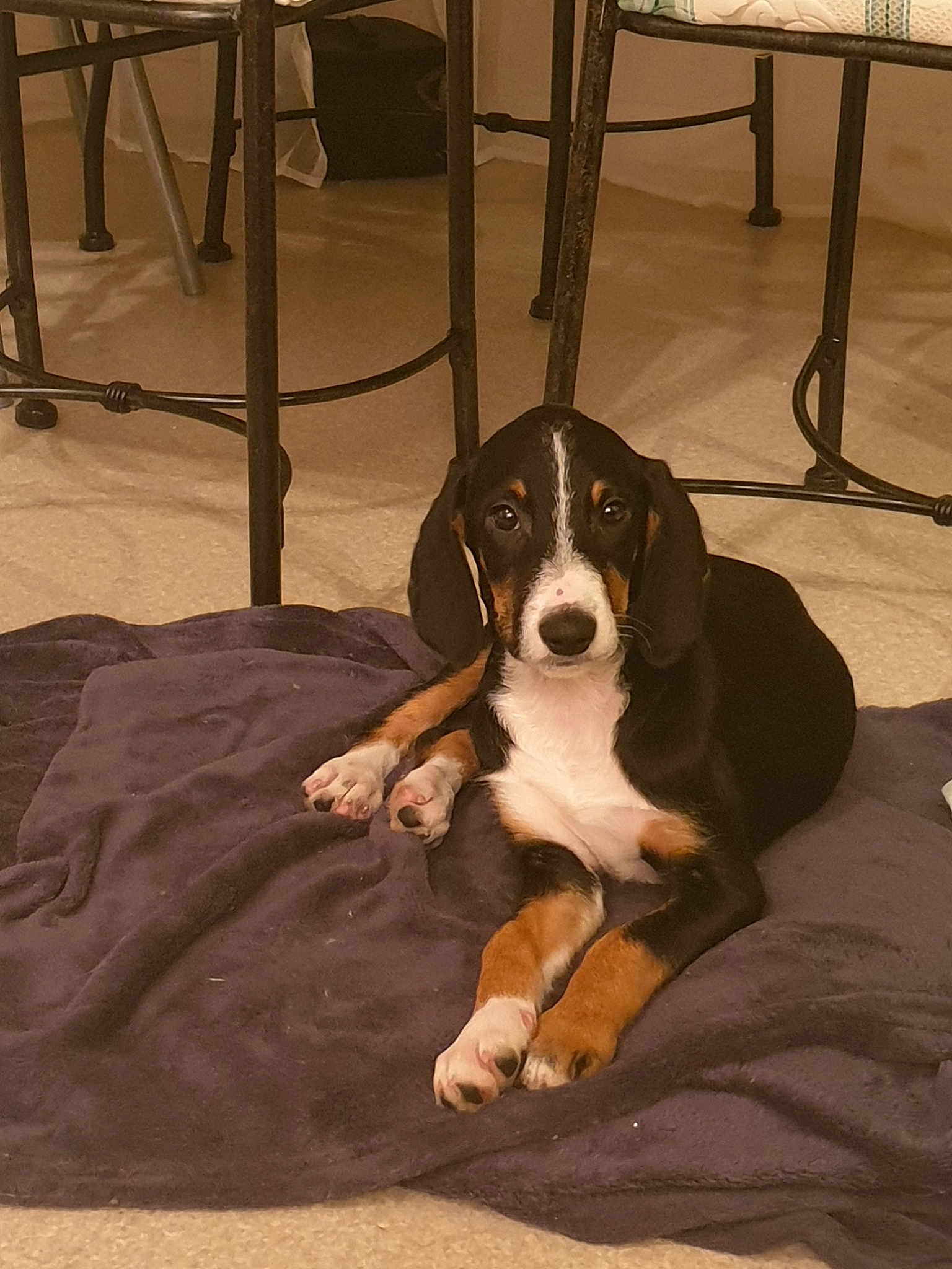 Piper