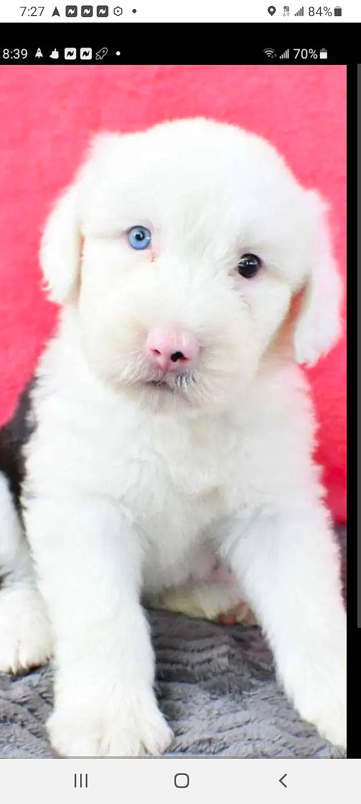 Kelley is registered to the contest to win money with this photo: canidae, carnivore, companion_dog, dog, dog_breed, ear, fur, maltepoo, non_sporting_group, sporting_group, toy_dog, working_animal