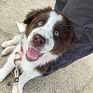 Lo'Ak participe au concours pour gagner de l'argent avec cette photo : animal, brown_and_white, canine, close_up, collar, companion, cute, dog, fur, gravel, happy, leash, looking_up, outdoor, pet, playful, puppy, smiling, tongue_out, young_dog