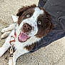 animal, brown_and_white, canine, close_up, collar, companion, cute, dog, fur, gravel, happy, leash, looking_up, outdoor, pet, playful, puppy, smiling, tongue_out, young_dog
