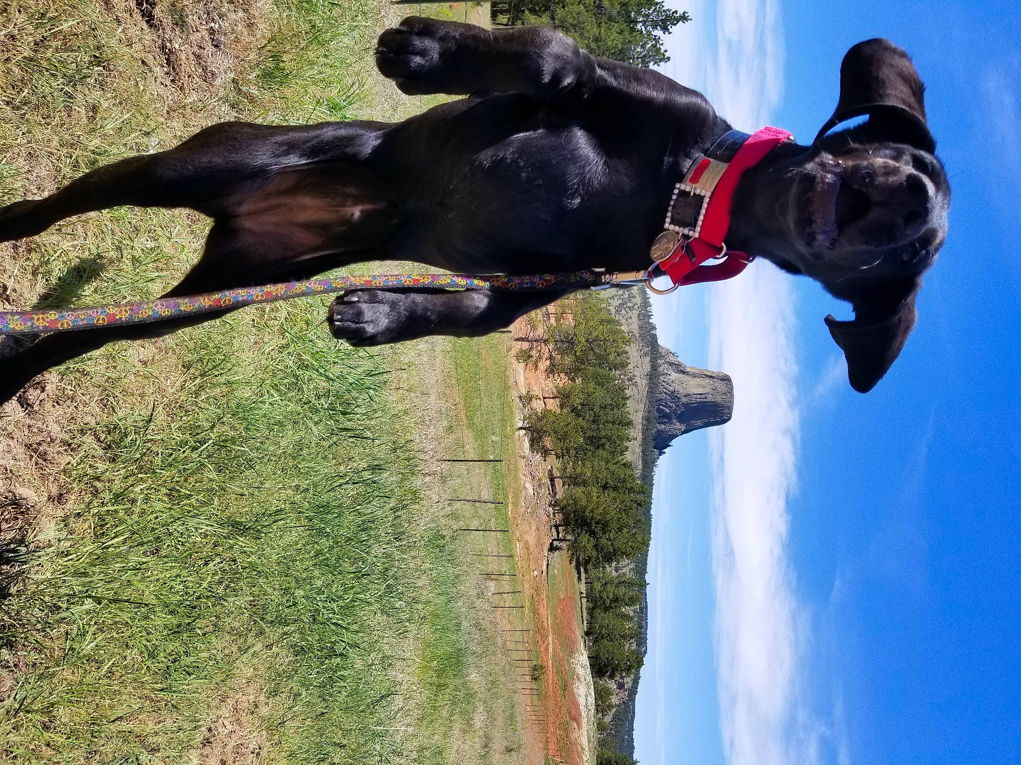 Bacio is registered to the contest to win money with this photo: borador, canidae, carnivore, collar, companion_dog, dog, dog_breed, dog_clothes, dog_collar, dog_supply, guard_dog, hunting_dog, leash, liver, mammal, pet_supply, snout, sporting_group, vertebrate, working_animal