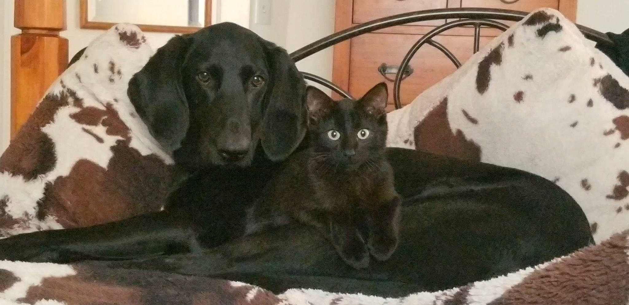 Bacio joined the competition — help win amazing prizes! black, black_cat, canidae, carnivore, cat, comfort, companion_dog, dog, dog_breed, felidae, fur, gun_dog, labrador_retriever, small_to_medium_sized_cats, snout, sporting_group, terrestrial_animal, vertebrate, whiskers, working_animal