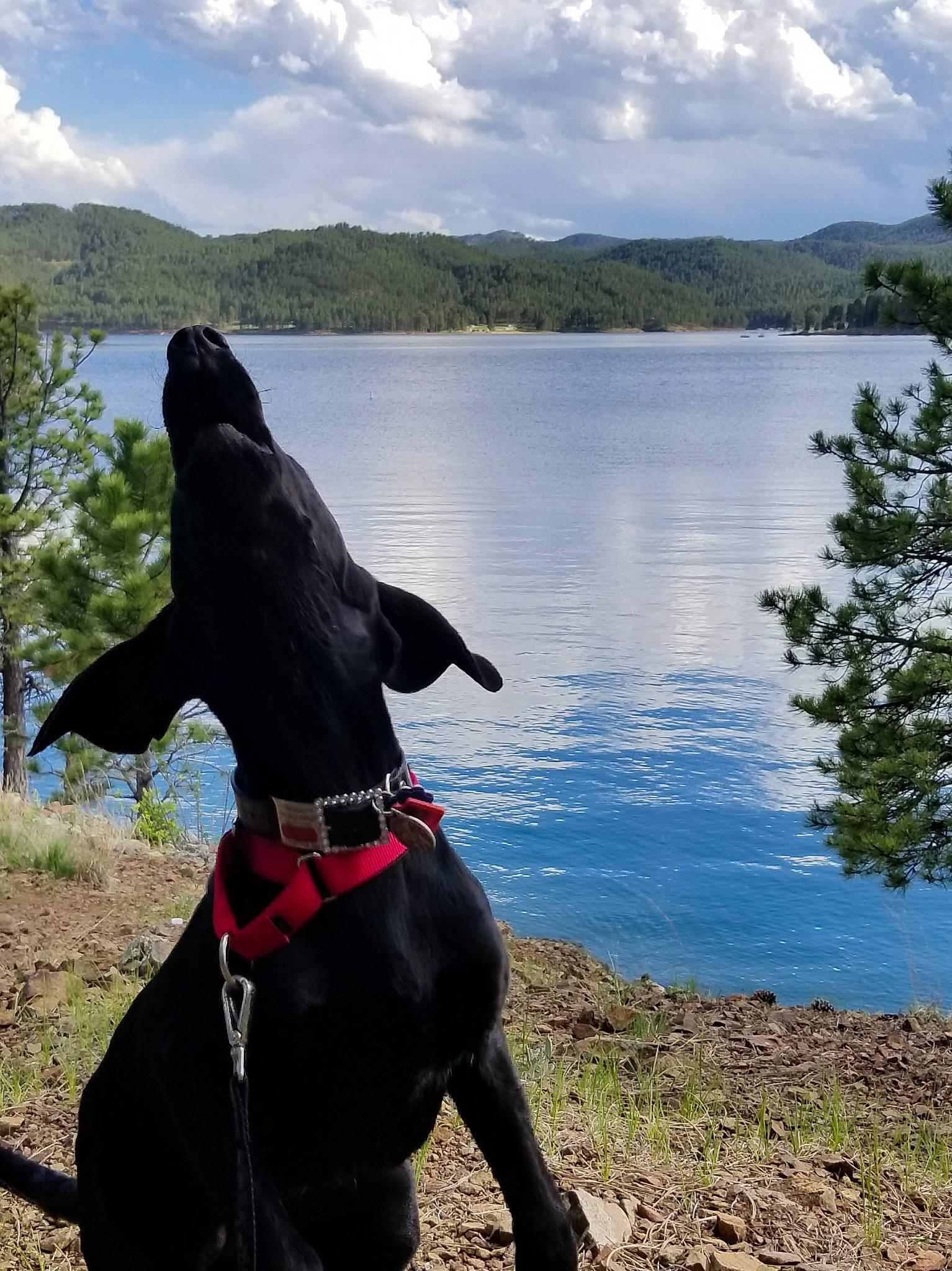 Bacio is registered to the contest to win money with this photo: bank, carnivore, collar, companion_dog, cumulus, dog, dog_breed, dog_collar, highland, hill, lake, leash, liver, loch, mammal, mountainous_landforms, reservoir, snout, sporting_group, wilderness