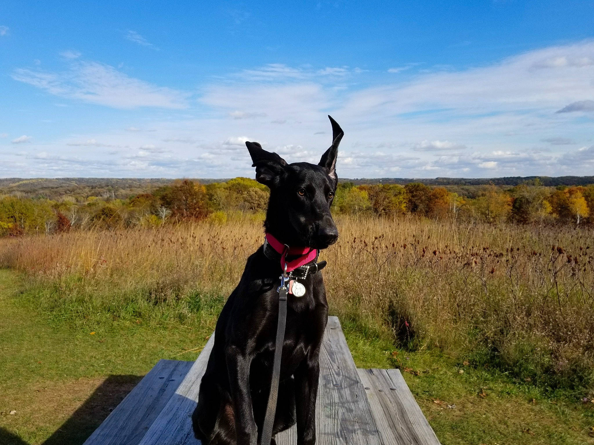 Bacio joined the competition — help win amazing prizes! canidae, carnivore, cloud, collar, companion_dog, dog, dog_breed, dog_collar, field, grass_family, grassland, guard_dog, hunting_dog, mammal, meadow, plain, prairie, snout, sporting_group, working_animal