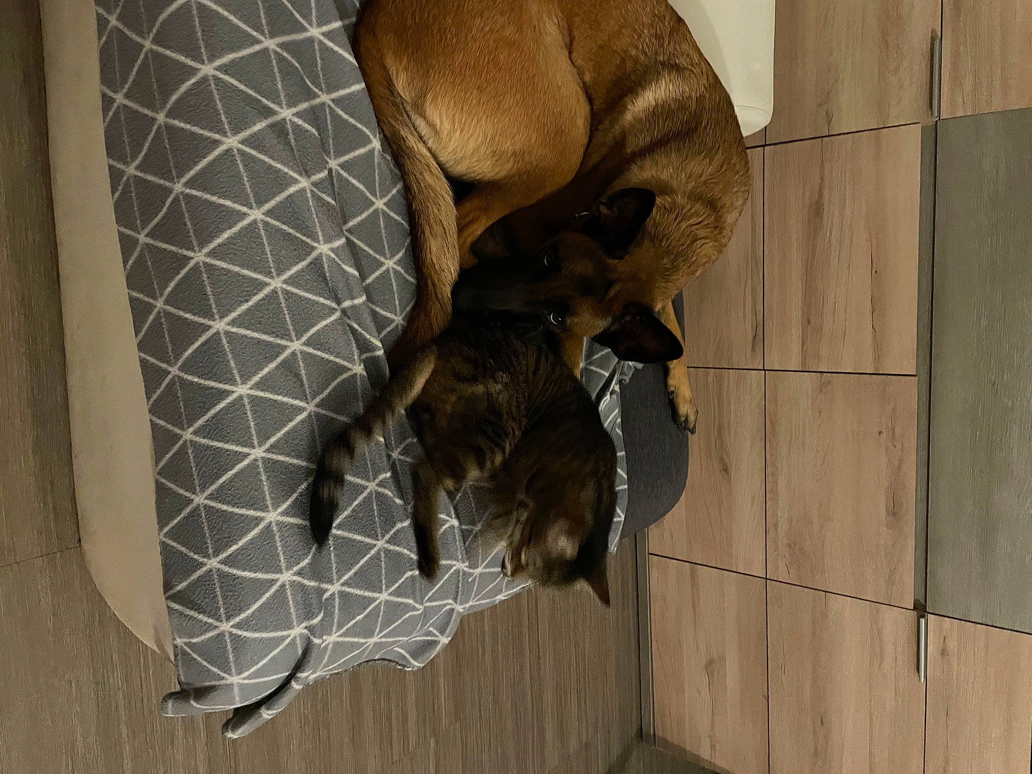 Lola participe au concours pour gagner de l'argent avec cette photo : animal_shelter, cage, canidae, carnivore, comfort, companion_dog, dog, dog_breed, dog_supply, fawn, flooring, fur, liver, pet_supply, snout, sporting_group, tail, terrestrial_animal, wood, working_animal