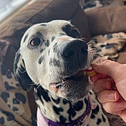 Jasmine joined the competition — help win amazing prizes! dalmatian, dog, pet, close_up, treat, hand, collar, spots, nose, eyes, tongue, living_room, couch, blanket, window, blinds, cozy, domestic_animal, playful, portrait