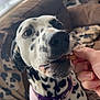 dalmatian, dog, pet, close_up, treat, hand, collar, spots, nose, eyes, tongue, living_room, couch, blanket, window, blinds, cozy, domestic_animal, playful, portrait