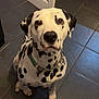 dalmatian, dog, pet, sitting, tiled_floor, indoor, collar, chain_collar, black_spots, white_fur, brown_eyes, looking_up, paw, door, tile, home_interior, toy_on_shelf, nose, portrait, attention