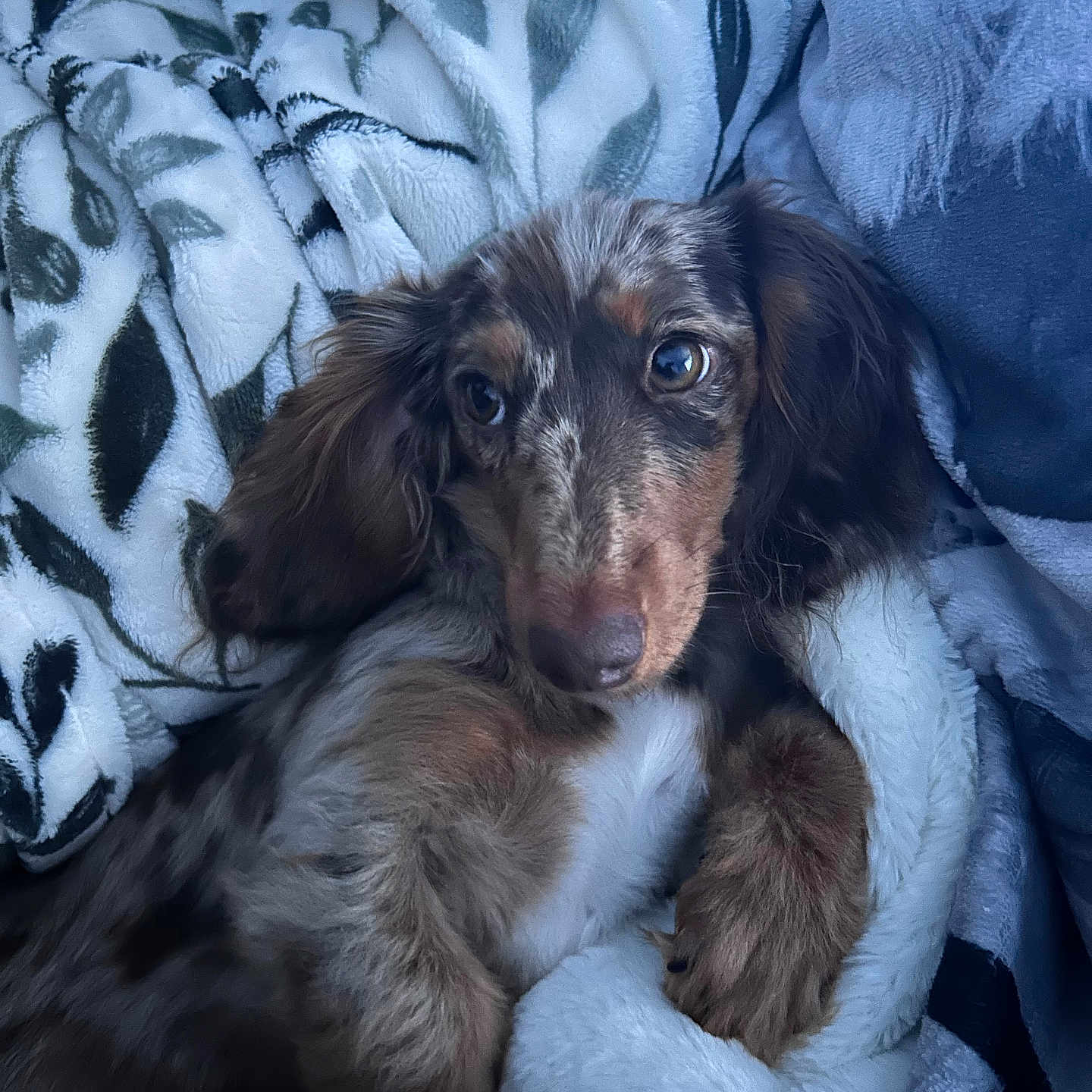 Maple joined the competition — help win amazing prizes! animal, blanket, canine, cat, cockerspaniel, couch, dog, face, furniture, homedecor, hound, kitten, linen, pet, pointer, poodle, puppy, snout, terrier, towel