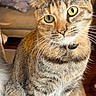 animal, background_blur, cat, closeup, collar, cozy, curious, domestic_animal, feline, fur, green_eyes, household, indoor, pet, portrait, sitting, soft_surface, tabby_cat, tail, whiskers