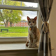 Liam is registered to the contest to win money with this photo: animal, bench, brick, building, cat, collar, curious, curtain, daylight, domestic, grass, greenery, indoor, pet, plaid, sitting, tag, tree, window, windowsill