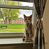 animal, bench, brick, building, cat, collar, curious, curtain, daylight, domestic, grass, greenery, indoor, pet, plaid, sitting, tag, tree, window, windowsill