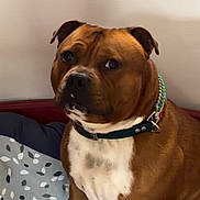 Vic Soulet a rejoint le concours — aidez-le/la à gagner de superbes lots ! bed, bedding, bedroom, brown_dog, canine, closeup, collar, dog, floppy_ears, indoor, leash, muzzle, patterned_blanket, pet, portrait, serious_expression, short_hair, sitting, white_chest, white_markings