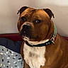 bed, bedding, bedroom, brown_dog, canine, closeup, collar, dog, floppy_ears, indoor, leash, muzzle, patterned_blanket, pet, portrait, serious_expression, short_hair, sitting, white_chest, white_markings