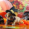 Vic participe au concours pour gagner de l'argent avec cette photo : animal, bulldog, canine, clothing, costume, dog, face, flower, food, frenchbulldog, hat, head, leaf, person, pet, photography, plant, portrait, pug, puppy