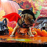 Vic participe au concours pour gagner de l'argent avec cette photo : adult, animal, bostonbull, bulldog, canine, cream, dessert, dog, face, female, flower, food, frenchbulldog, head, icing, person, pet, plant, puppy, woman