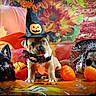 Vic participe au concours pour gagner de l'argent avec cette photo : animal, bulldog, canine, clothing, costume, dog, face, festival, food, frenchbulldog, halloween, hat, head, person, pet, plant, produce, puppy, squash, vegetable