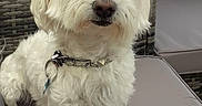 Bianco participe au concours pour gagner de l'argent avec cette photo : animal, canine, collar, companion, cushion, cute, daylight, dog, fluffy, fur, greenery, outdoor, pet, portrait, relaxed, resting, sitting, small_dog, white_dog, wicker_furniture
