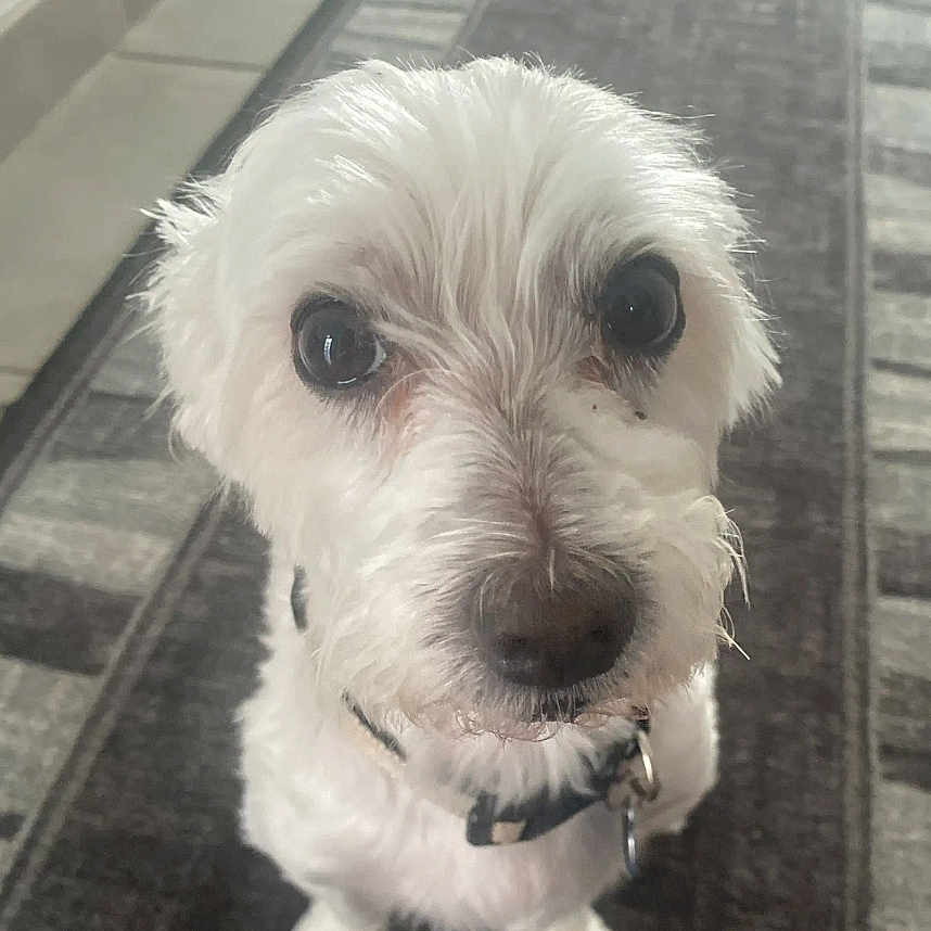 Bianco