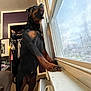 dog, rottweiler, window, indoor, looking_out, curious, standing, tongue_out, carpet, room, furniture, clothing, closet, mirror, house, daylight, window_sill, pet, canine, domestic_animal