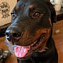Jupiter is registered to the contest to win money with this photo: dog, rottweiler, tongue_out, indoor, pet, canine, happy, animal, floor, furniture, wood, brown, black, closeup, mouth, nose, ears, eyes, domestic, companion