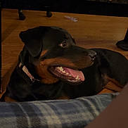 Jupiter joined the competition — help win amazing prizes! rottweiler, dog, pet, indoor, floor, table, wooden_floor, collar, tongue_out, mouth_open, looking_sideways, plaid_blanket, cozy, paper, pen, clutter, home, animal, canine, domestic
